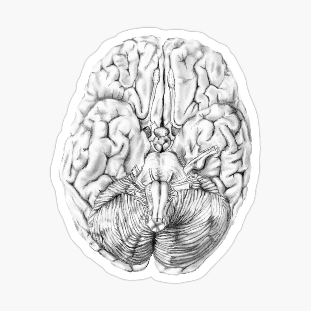 Human brain. Vector outline illustration of human brain on white background  , #Affiliate, #Vector, #outli… | Brain drawing, Brain illustration, Outline  illustration