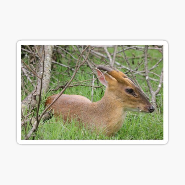 Muntjac Hirsch Geschenke Merchandise Redbubble