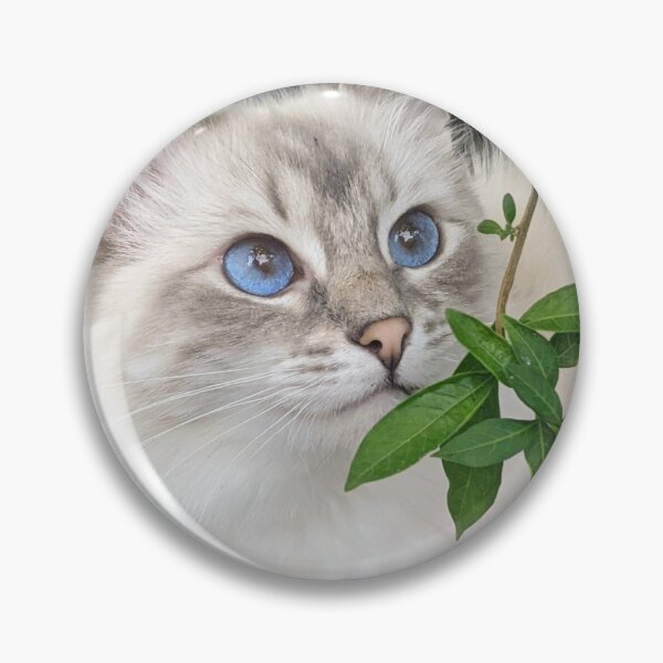 Item preview, Saoirse the lynx ragdoll designed and sold by Fluffycat2020.