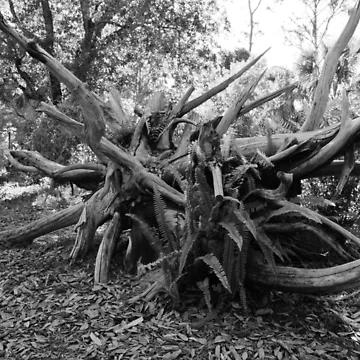 Artwork thumbnail, Tumble Tree by InhumanImaging