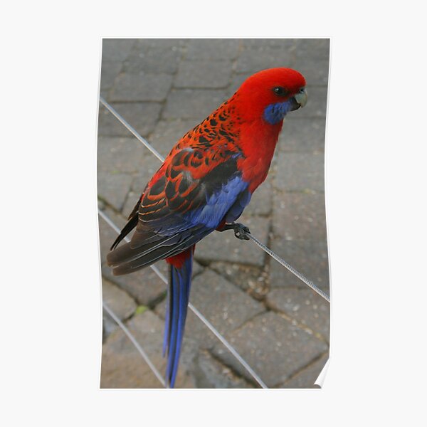Crimson Rosella portrait Poster
