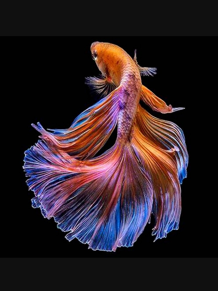 ORANGE BETA FISH by michaeltodd
