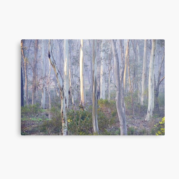 Bush Morning Metal Print