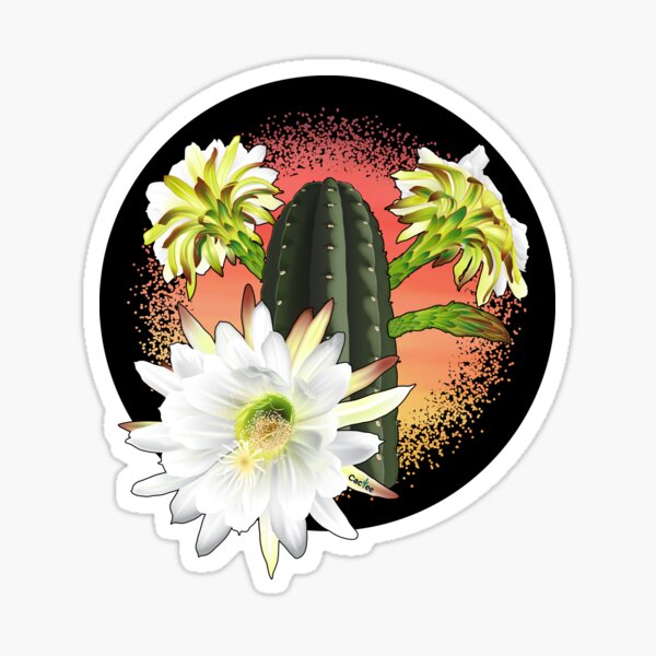Item preview, Trichocereus Pachanoi Flowering designed and sold by Cactee.