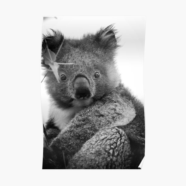 Koala Poster