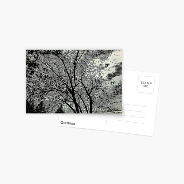 Interesting Tree Postcard