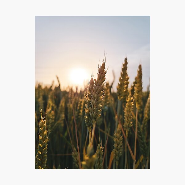 Item preview, Triticum aestivum - Wheat designed and sold by masked-ivan.