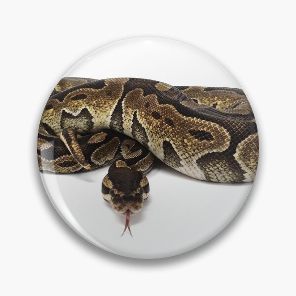 Item preview, Enchilada - Enchi Cinnamon Ball Python 2020 designed and sold by Nerdynoods.
