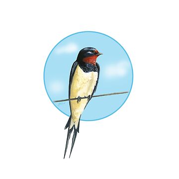 Artwork thumbnail, Swallow on a wire by Meadowpipit