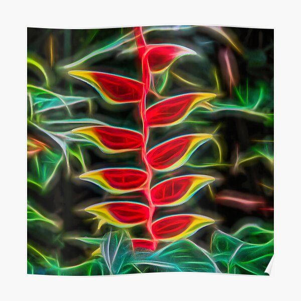 hängende hummerschere – heliconia rostrata – hanging lobster claw – オウムバナ科 ¦ Poster