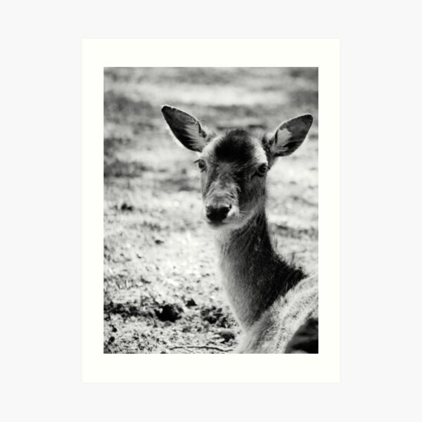 more monochome deer Kunstdruck