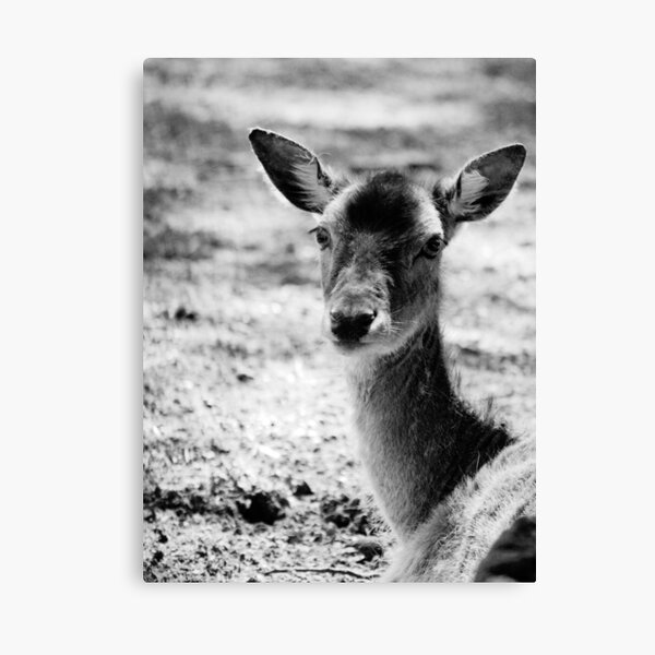 more monochome deer Leinwanddruck