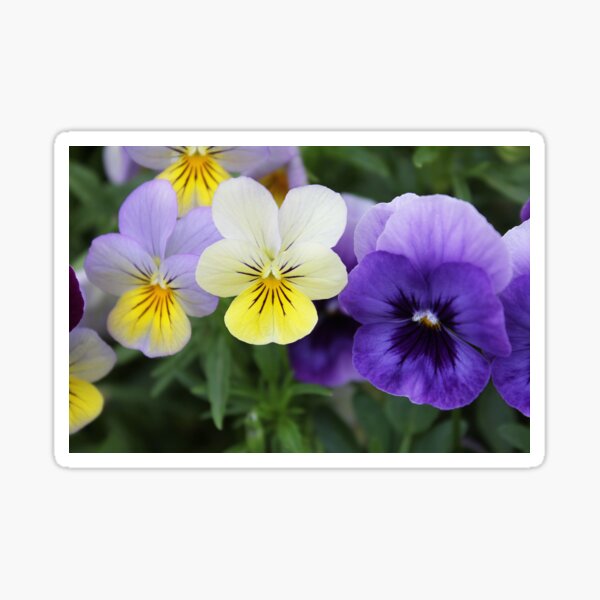 Italian Garden - Purple & Yellow Pansy Sticker