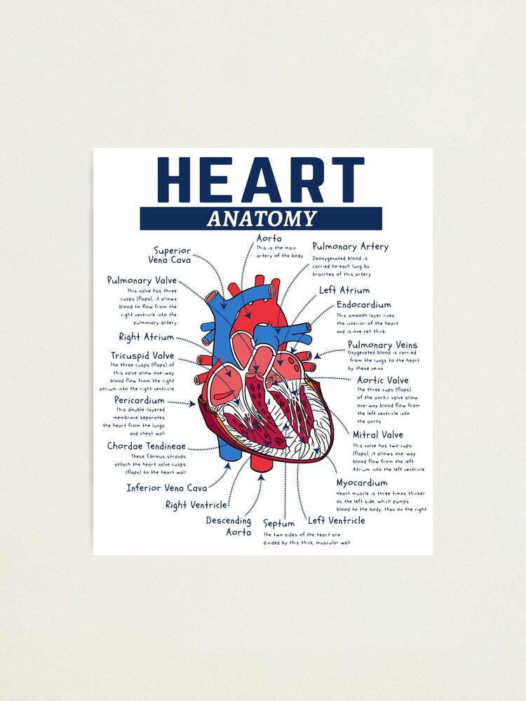 Heart Anatomy Photographic Print