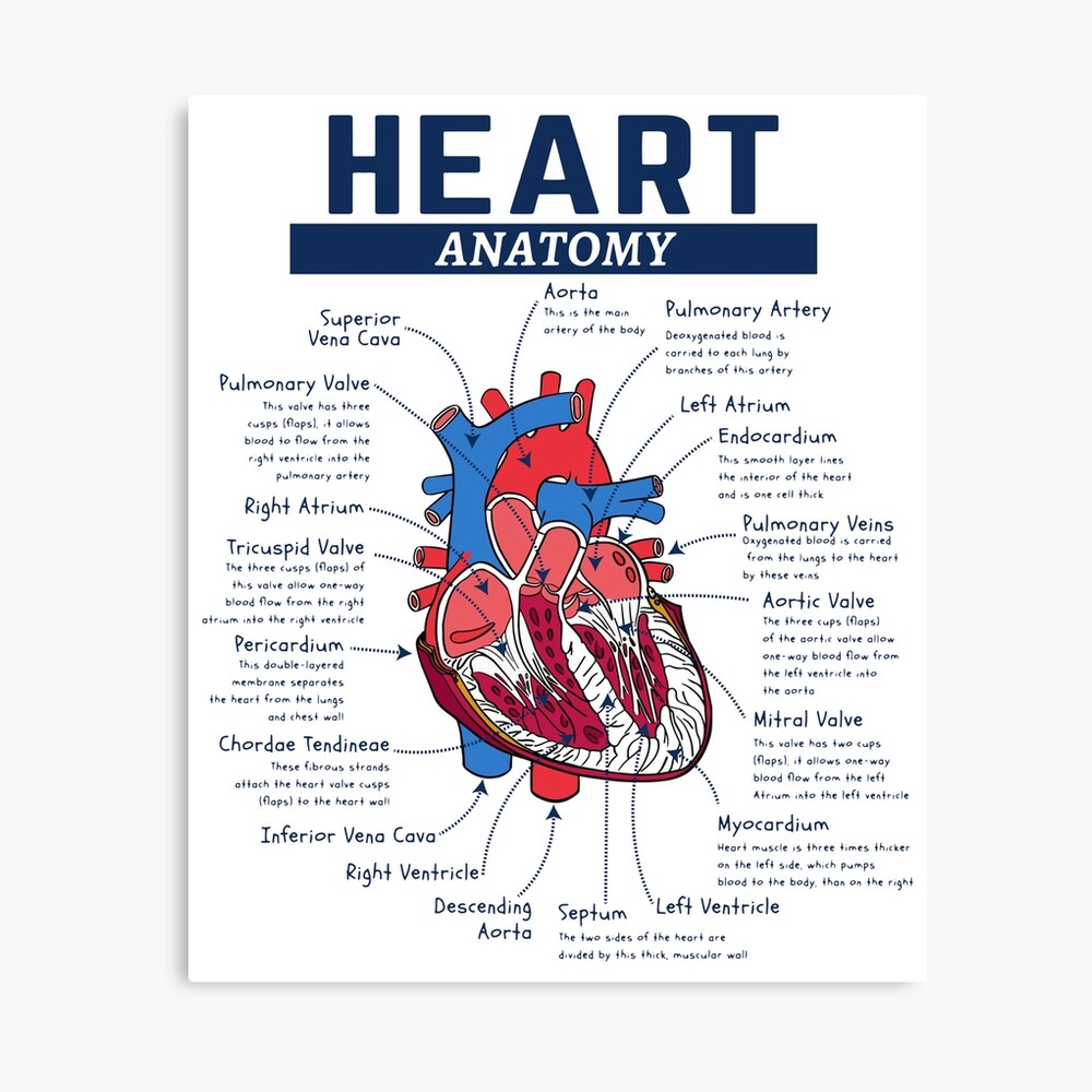 Heart Anatomy Photographic Print