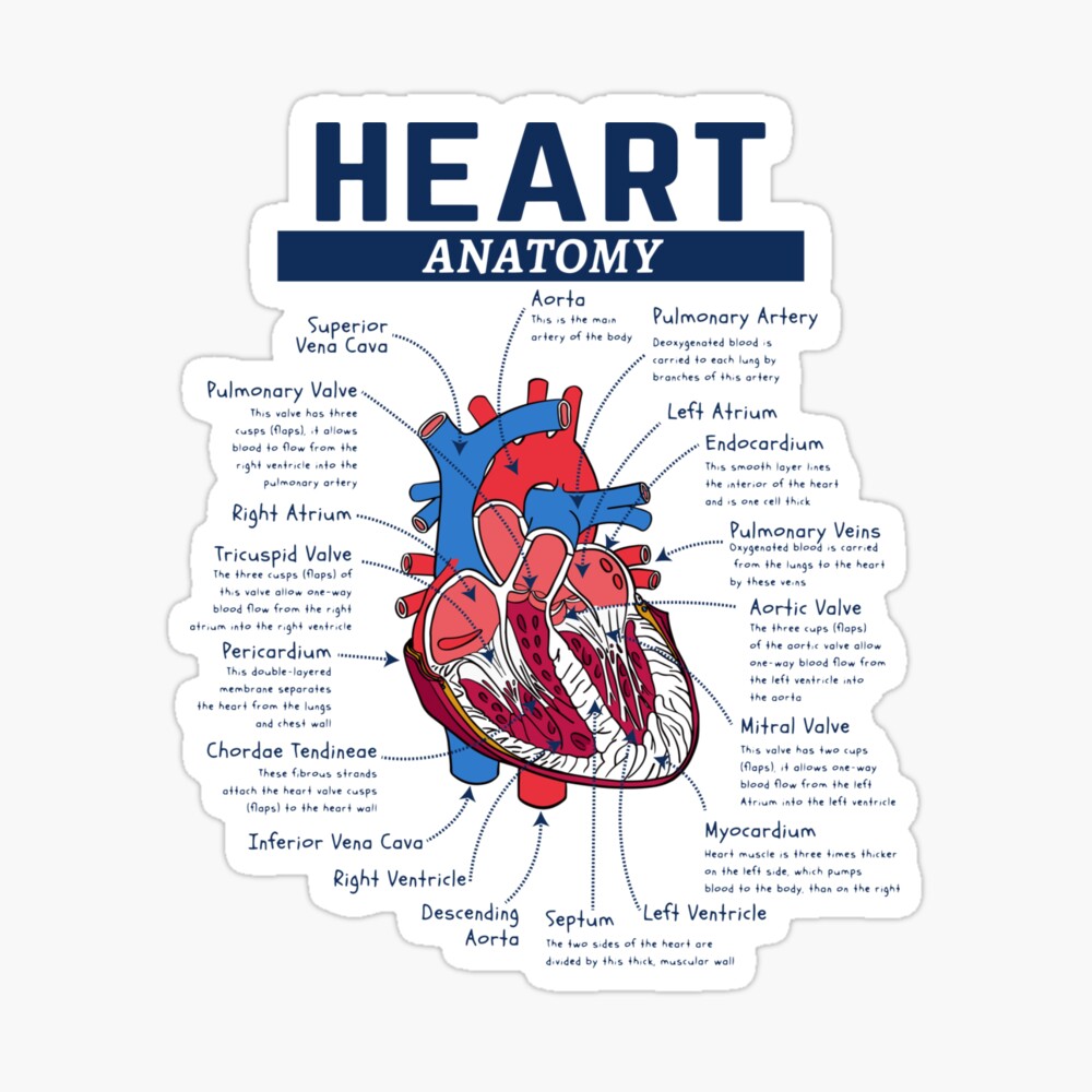 Heart Anatomy Photographic Print