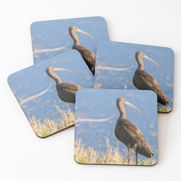 Item preview, White-faced Ibis designed and sold by jvnimages.