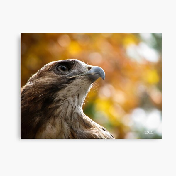 Bailey the Red-tailed Hawk Metal Print