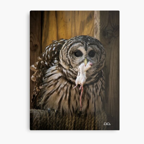 Barred Owl with Dinner Metal Print