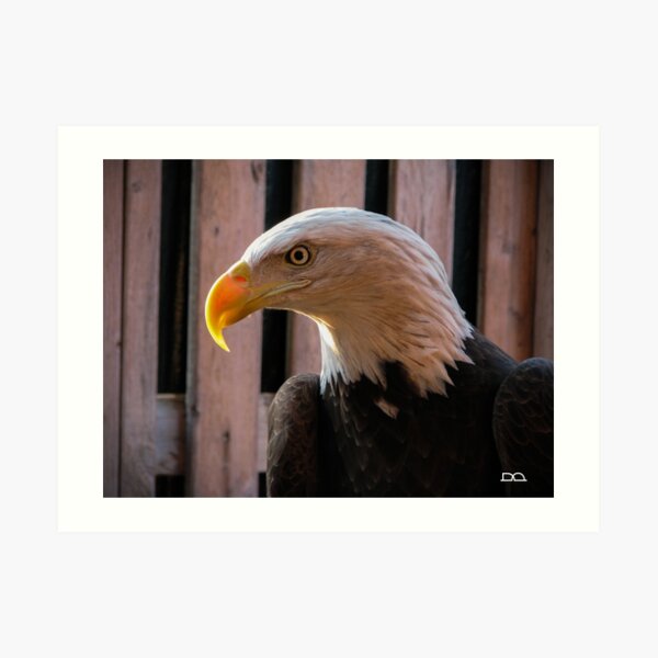 Piper the Bald Eagle Art Print