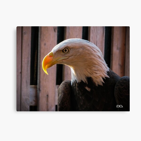 Piper the Bald Eagle Canvas Print