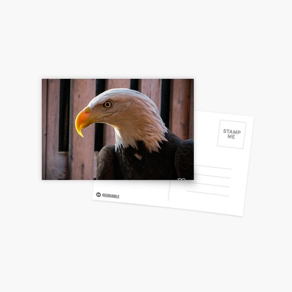 Piper the Bald Eagle Postcard
