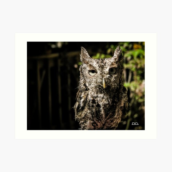 Boudreaut the Eastern Screech Owl Art Print