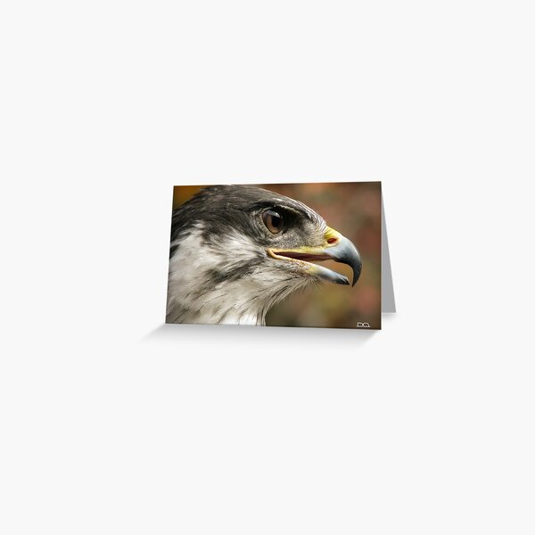 Zulu the African Augur Buzzard Greeting Card