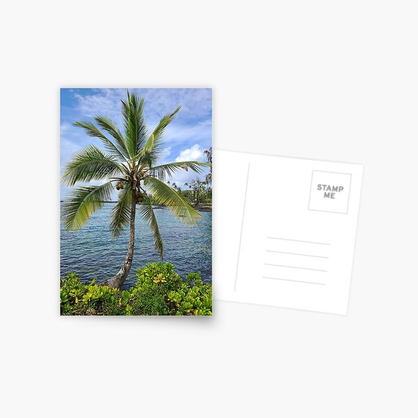 Hawaii Coconut Tree Postcard