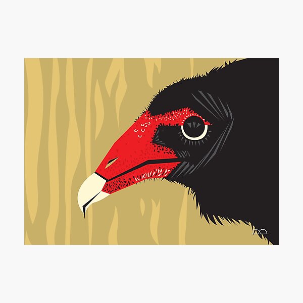 Crikey the Turkey Vulture Photographic Print