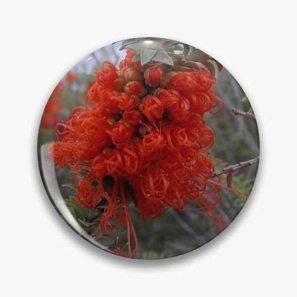 Item preview, Gravel Bottlebrush Beaufortia decussata Australia designed and sold by Schoensl.