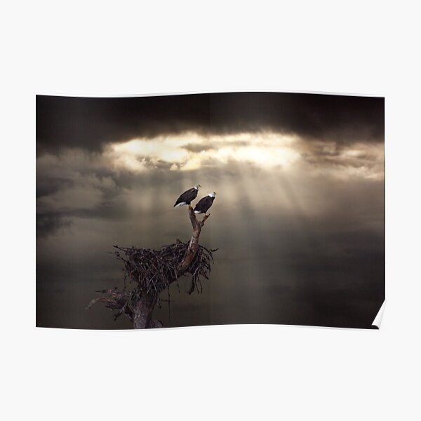 TWO BALD EAGLES AND STORM Poster