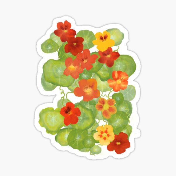 Sunny Nasturtiums Sticker
