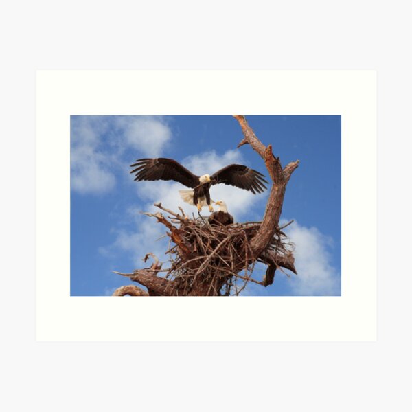Item preview, BALD EAGLE LANDING IN NEST designed and sold by TomBaumker.
