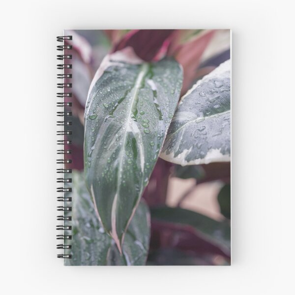Item preview, Calathea Triostar designed and sold by mhailittlearts.