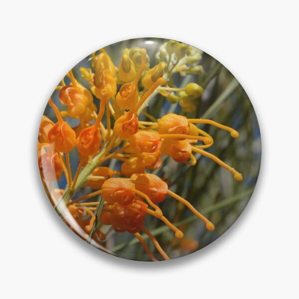Item preview, Desert Grevillea, Grevillea juncifolia, Australia designed and sold by Schoensl.