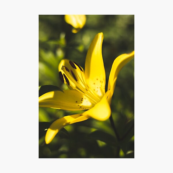 Yellow Asiatic Lily Flower Photographic Print