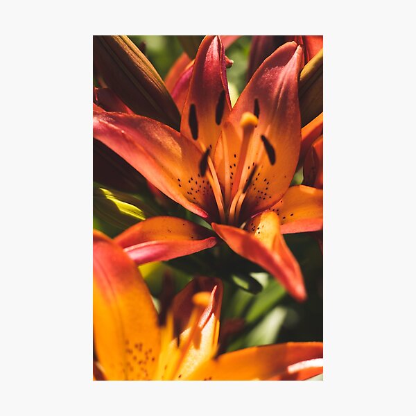 Beautiful colorful asiatic lily flower Photographic Print