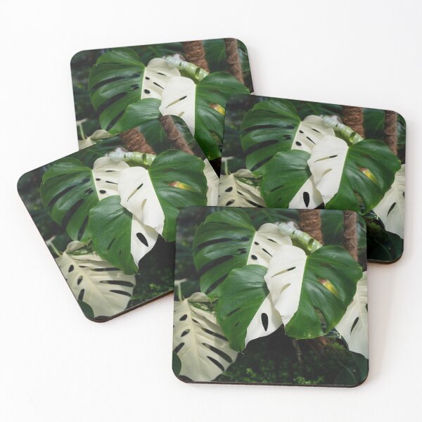 Item preview, Monstera Albo half moon leaf variegated borsigiana plant in the garden. designed and sold by IMPHives.