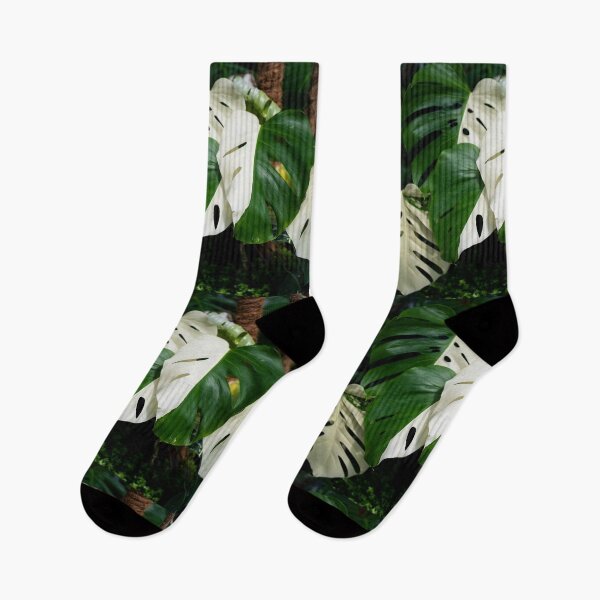 Item preview, Monstera Albo half moon leaf variegated borsigiana plant in the garden. designed and sold by IMPHives.