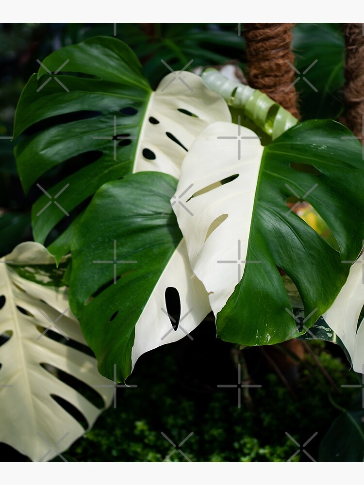 Monstera Albo half moon leaf variegated borsigiana plant in the garden. |  Mounted Print