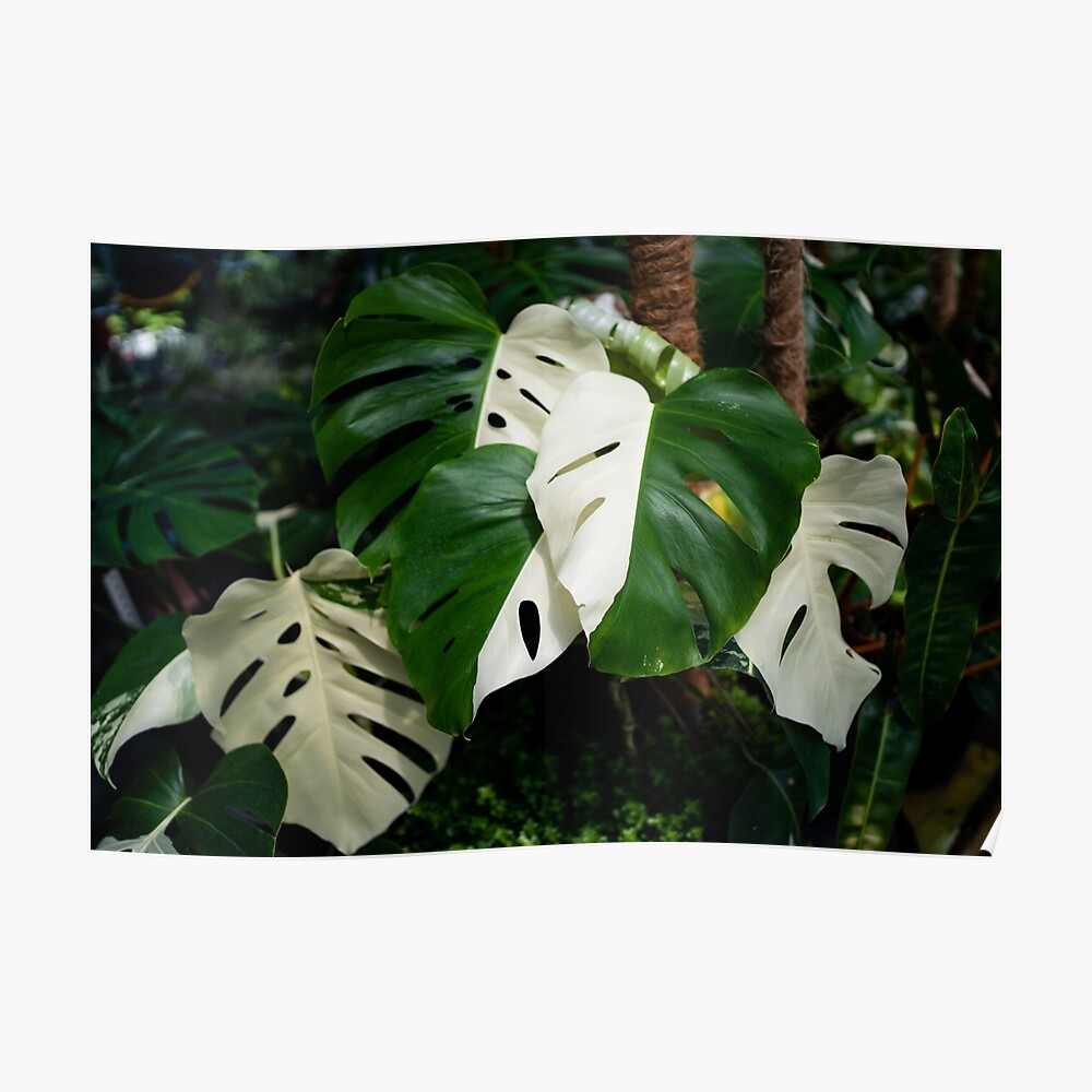 Monstera Albo half moon leaf variegated borsigiana plant in the