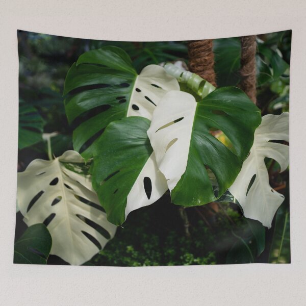 Item preview, Monstera Albo half moon leaf variegated borsigiana plant in the garden. designed and sold by IMPHives.