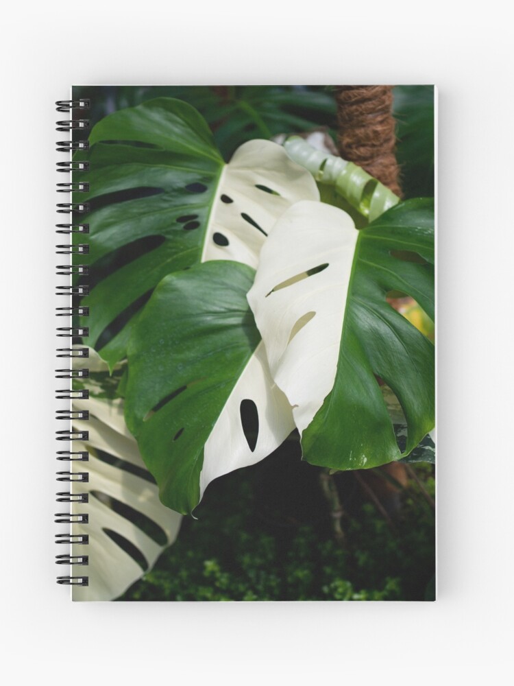 Monstera Albo half moon leaf variegated borsigiana plant in the garden. |  Spiral Notebook