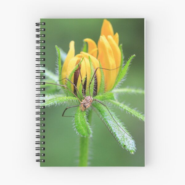 Item preview, Daddy Long Legs and Flower designed and sold by Gary Horner.