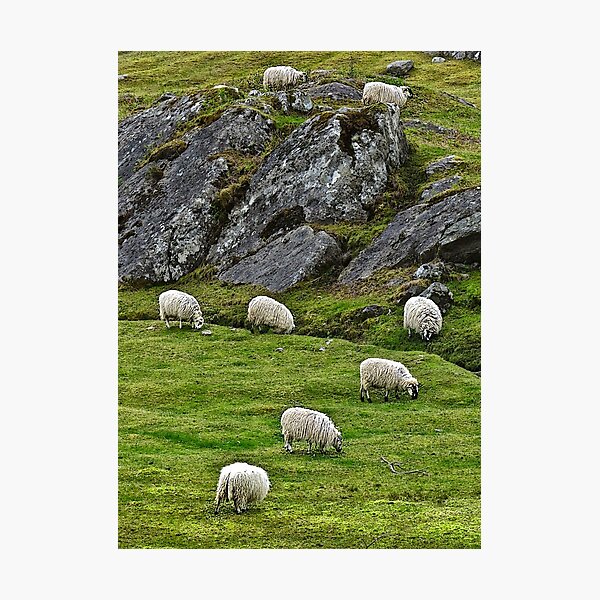 Item preview, Irish sheep on a hillside designed and sold by David Chesluk.