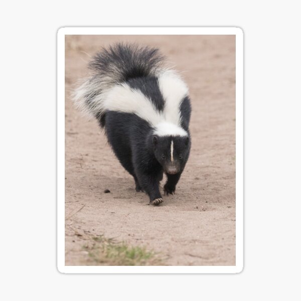 Skunk has right of way Sticker