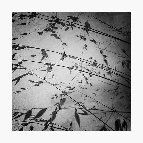 Untitled No. 4 Photographic Print
