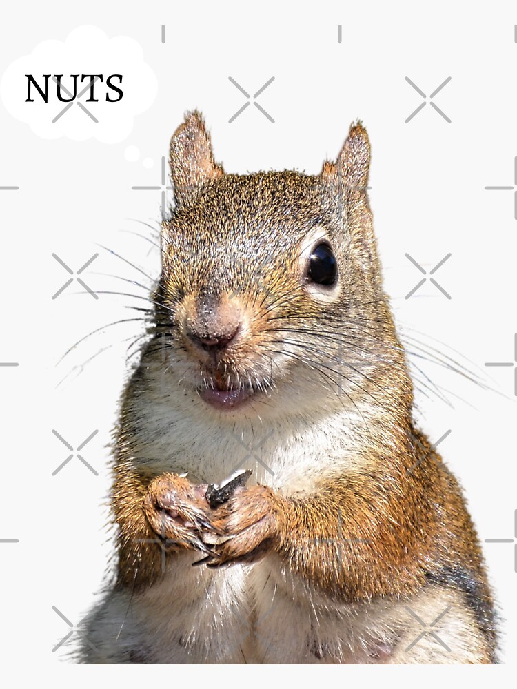 "Squirrel say's Nuts" Sticker for Sale by rconyard Redbubble