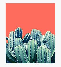 Kaktus auf Coral # redbubble #lifestyle Fotodruck